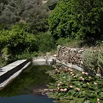 Under The Linden Tree Tinos