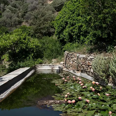Under The Linden Tree Tinos